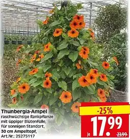 Wreesmann Thunbergia-Ampel Angebot