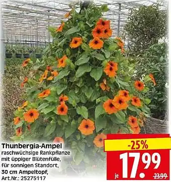 Wreesmann Thunbergia-Ampel Angebot