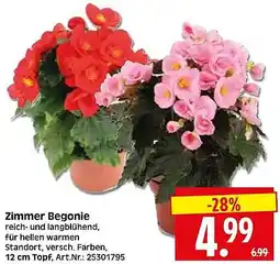 Wreesmann Zimmer Begonie Angebot