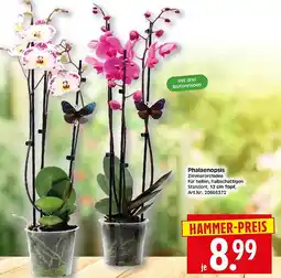 Wreesmann Phalaenopsis Angebot