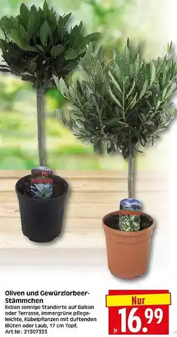 Wreesmann Oliven und Gewürzlorbeer Stämmchen Angebot