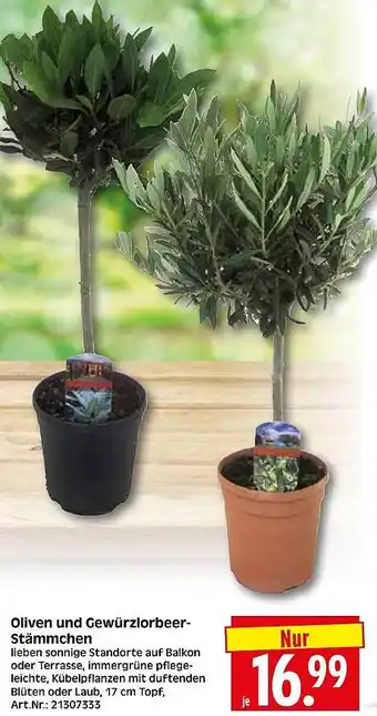 Wreesmann Oliven und Gewürzlorbeer Stämmchen Angebot