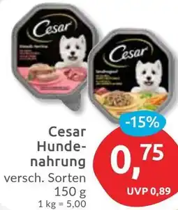 Budni Cesar Hundenahrung Angebot