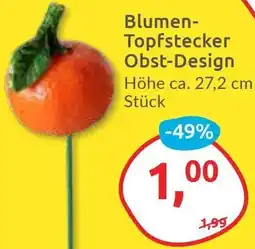 Budni Blumen Topfstecker Obst-Design Angebot