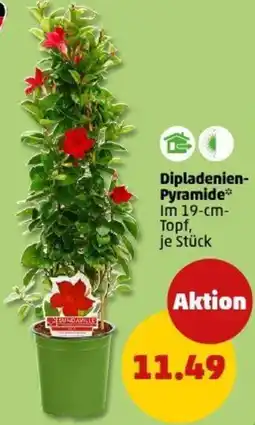 PENNY Dipladenien- Pyramide Angebot