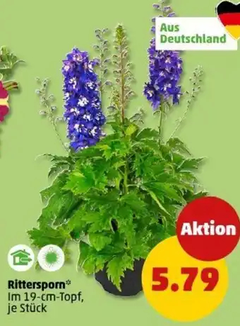PENNY Rittersporn Angebot