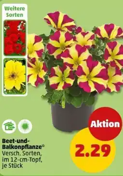 PENNY Beet-und- Balkonpflanze Angebot