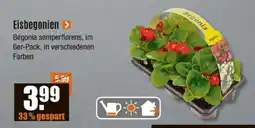 V Baumarkt Eisbegonien Angebot