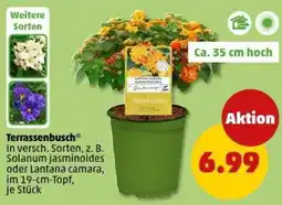 PENNY Terrassenbusch Angebot