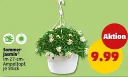 PENNY Sommer- jasmin Angebot