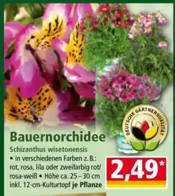 Norma Bauernorchidee Angebot