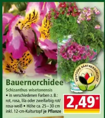 Norma Bauernorchidee Angebot