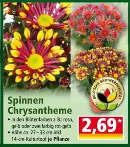 Norma Spinnen-Chrysantheme Angebot