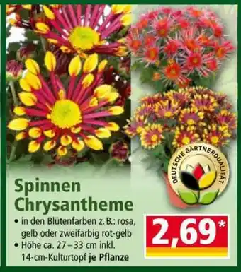 Norma Spinnen-Chrysantheme Angebot