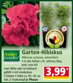 Norma Garten-Hibiskus Angebot