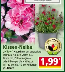 Norma Kissen-Nelke Angebot