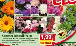 Norma Sommer-Jungpflanzen Angebot