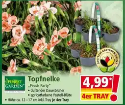 Norma Topfnelke Angebot