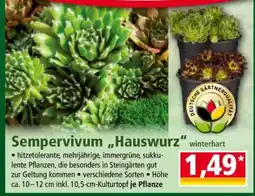 Norma Sempervivum „Hauswurz“ Angebot