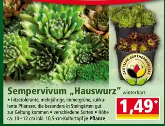 Norma Sempervivum „Hauswurz“ Angebot