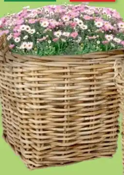 Thomas Philipps Margeriten Busch Angebot