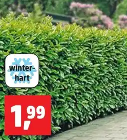Thomas Philipps Kirschlorbeer Angebot