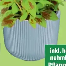 Thomas Philipps Übertopf Milly Angebot