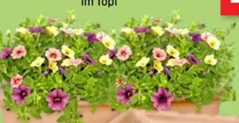 Thomas Philipps Petunien Angebot