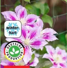 Thomas Philipps Clematis XXL Angebot