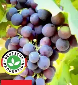 Thomas Philipps XXL-Vitis Weinpflanze Angebot