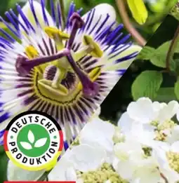 Thomas Philipps Passionsblume Angebot