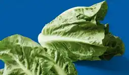 Lidl Mini-Romana-Salat Angebot