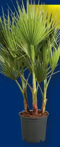 Lidl Winterharte Palme Angebot