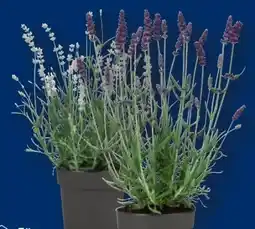 Lidl Lavendel Angustifolia Angebot