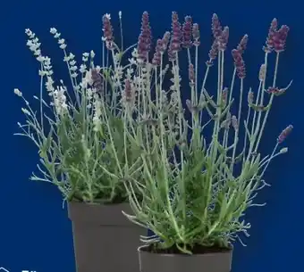 Lidl Lavendel Angustifolia Angebot