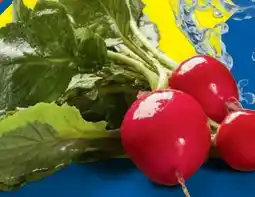 Lidl Radieschen Angebot