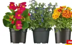 Hagebau Beetpflanzen Angebot