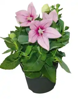 Hagebau Ballonblume Platycodon Grandiflorus Angebot