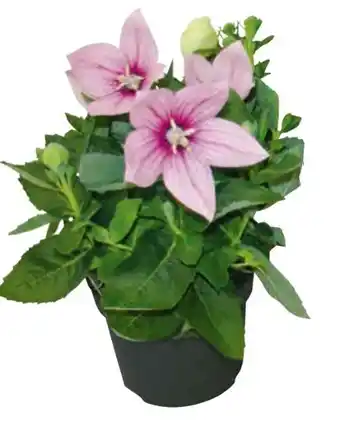 Hagebau Ballonblume Platycodon Grandiflorus Angebot
