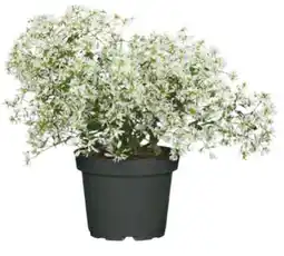 Hagebau Zauberschnee Angebot