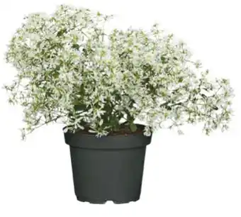 Hagebau Zauberschnee Angebot