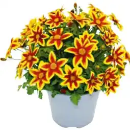 Hagebau Goldmarie Caribbean Fire Angebot