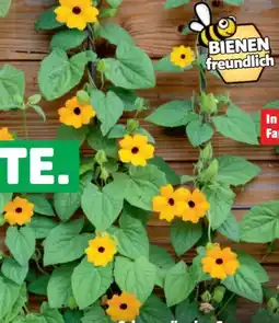 Hagebau Schwarzäugige Susanne Thunbergia alata Angebot
