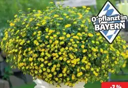 Hagebau Husarenknöpfchen Sanvitalia Angebot
