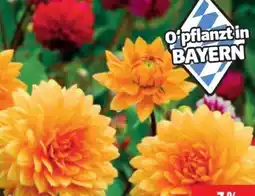 Hagebau Dahlien Angebot