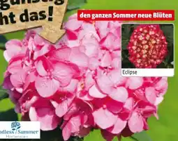 Hagebau Endless Summer Collection Hortensienerde Angebot