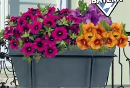 Hagebau Zauberglöckchen Calibrachoa Angebot