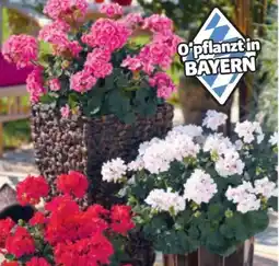 Hagebau Geranien Pelargonium zonale Angebot