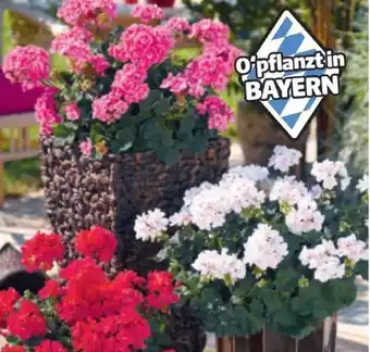 Hagebau Geranien Pelargonium zonale Angebot