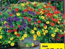 Hagebau Ampel Mix Angebot